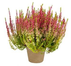Calluna 35cm