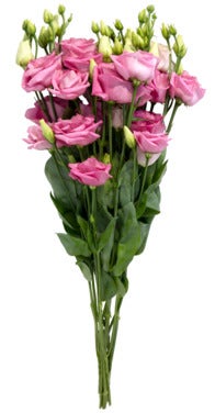 FreshFlowers Lisianthus