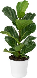 MIMEA Fiolinfiken 40 cm