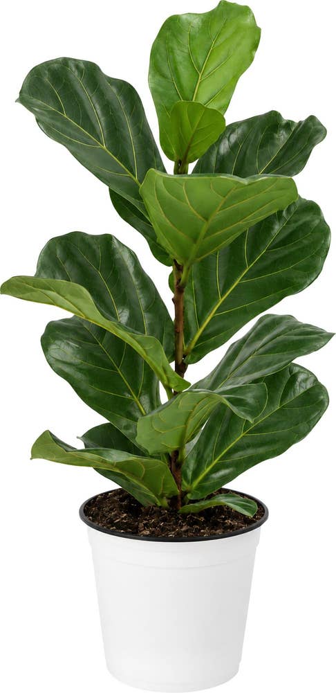 MIMEA Fiolinfiken 40 cm