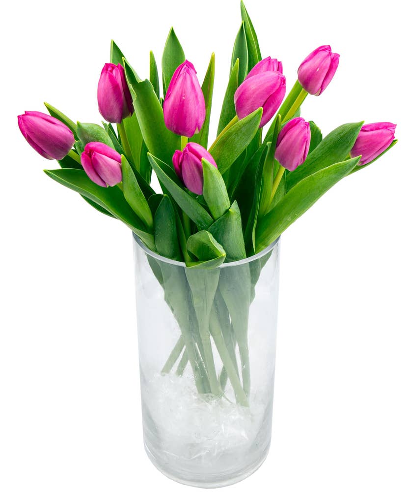 FreshFlowers Tulipaner Rosa