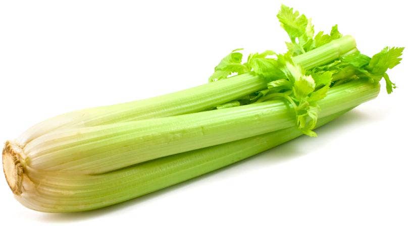 Økologisk Stangselleri Nederland / Spania