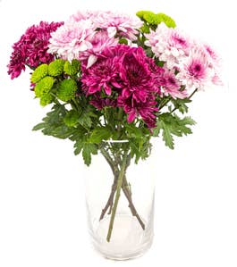 FreshFlowers Krysantemum mix 45cm