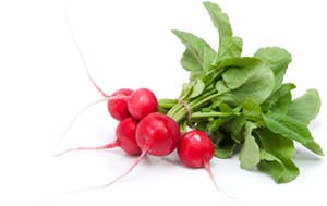 Ferske Reddiker Norge