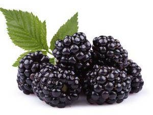 Bjørnebær Portugal /Marokko/ Spania