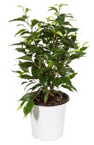 MIMEA Ficus Natasja Ø12cm