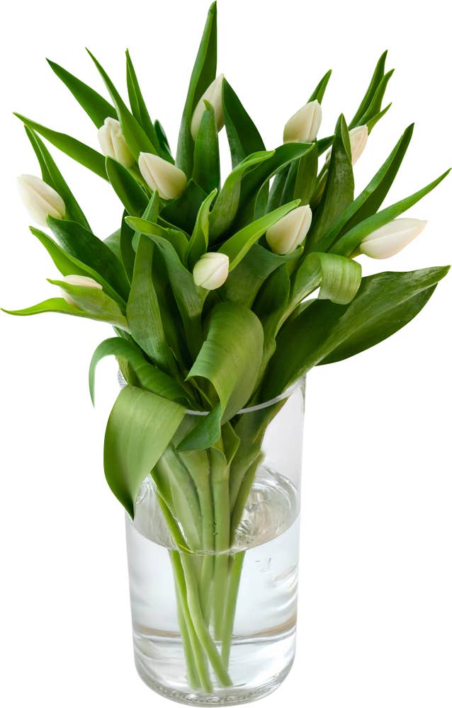 FreshFlowers Tulipaner Hvit