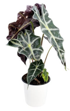 FreshFlowers Alocasia