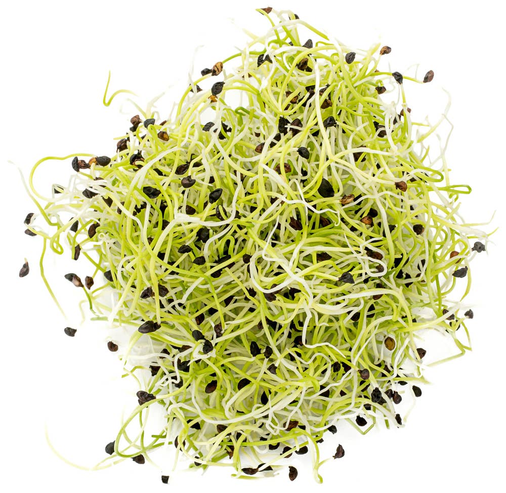 Økologiske Purreløkspirer Norge