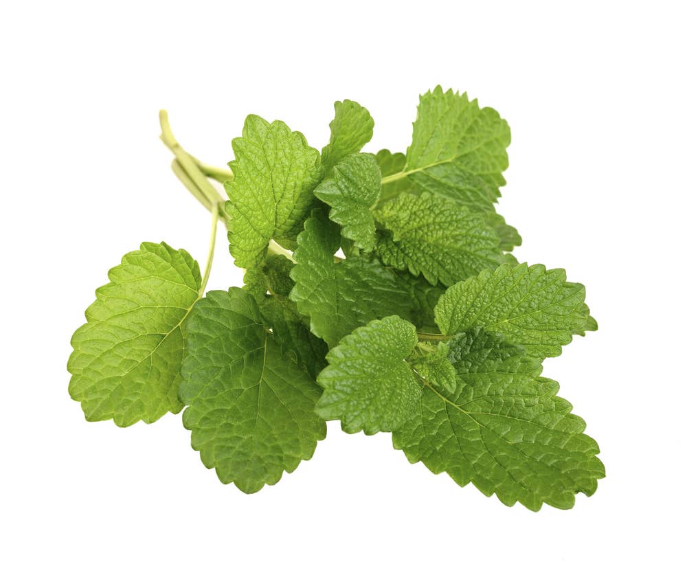 Fersk Sitronmelisse i Pose, Norge