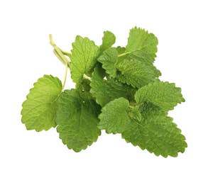 Fersk Sitronmelisse i Pose, Norge