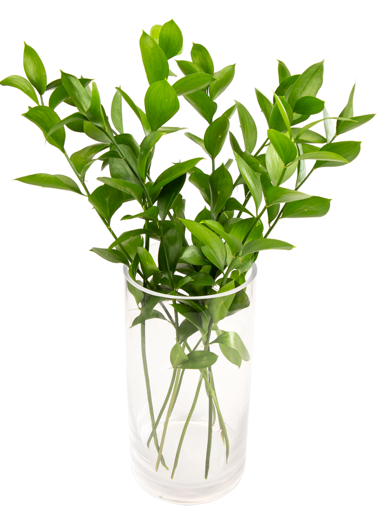 FreshFlowers Ruscus 50cm