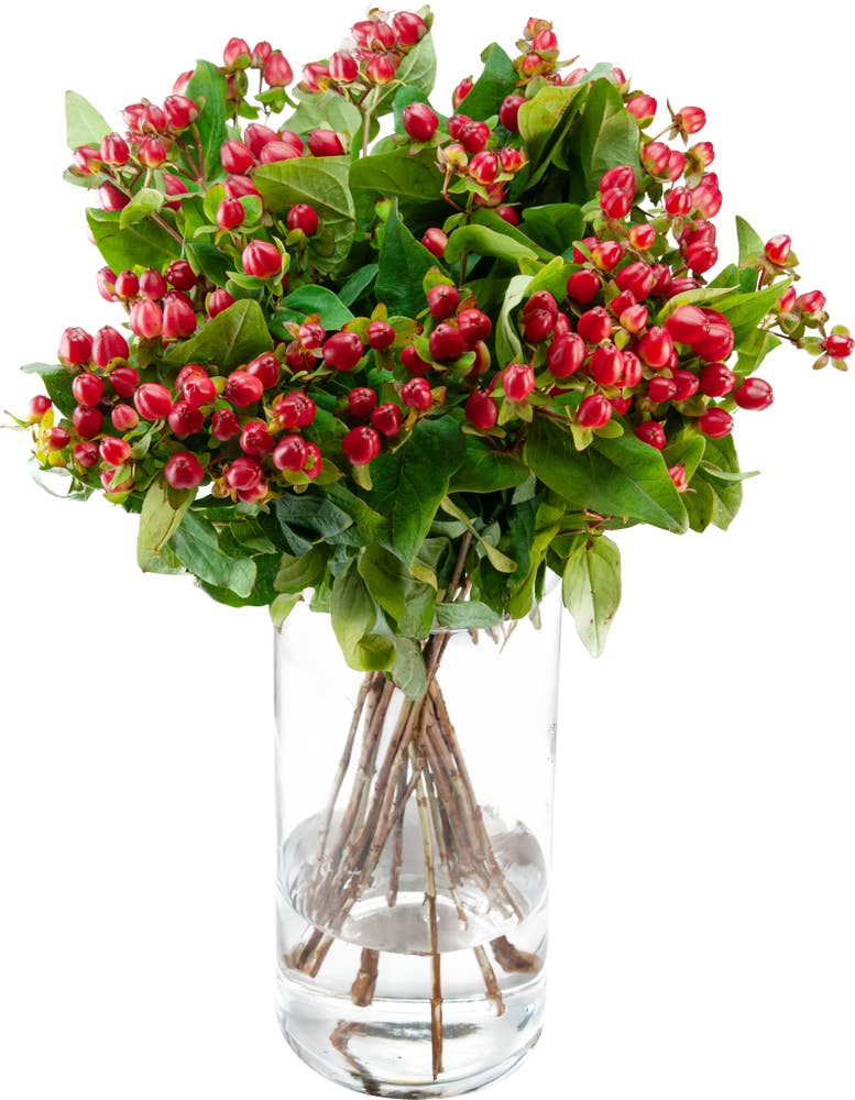 MIMEA Hypericum 47cm