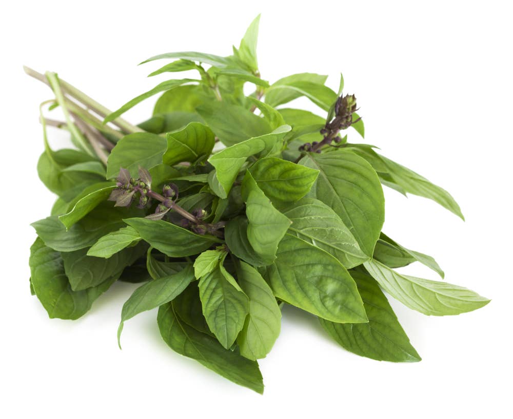 Thaibasilikum Gourmet Frisk i Pose, Etiopia / Kenya