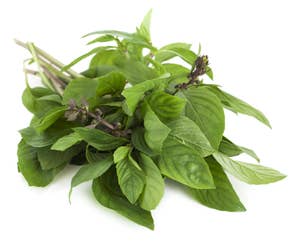 Thaibasilikum Gourmet Frisk i Pose, Etiopia / Kenya