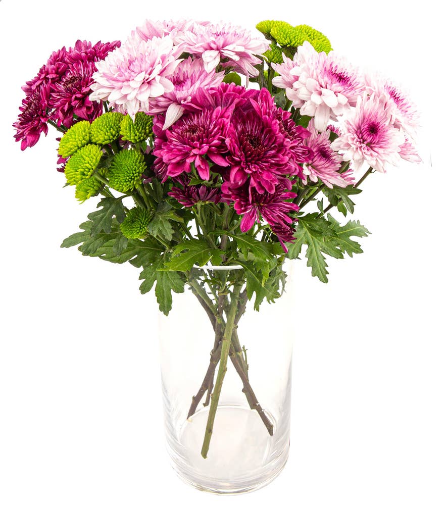 FreshFlowers Krysantemum mix 45cm