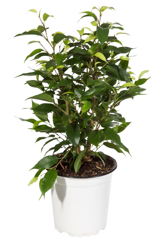 MIMEA Ficus Natasja Ø12cm
