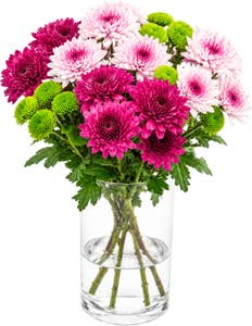 MIMEA Krysantemum mix 45cm