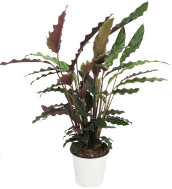 FreshFlowers Calathea 30-40cm høy