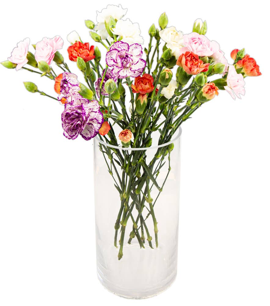 FreshFlowers Grennellik fargemix Ca 30 blomster og 8 stilker