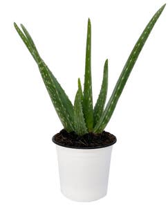 MIMEA Aloe Vera 30cm