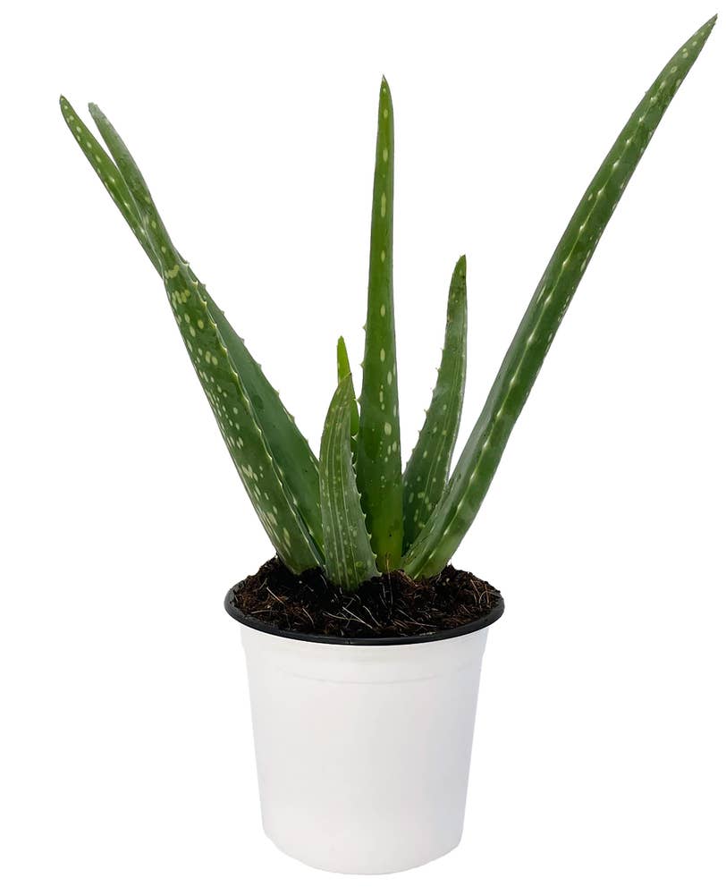 MIMEA Aloe Vera 30cm