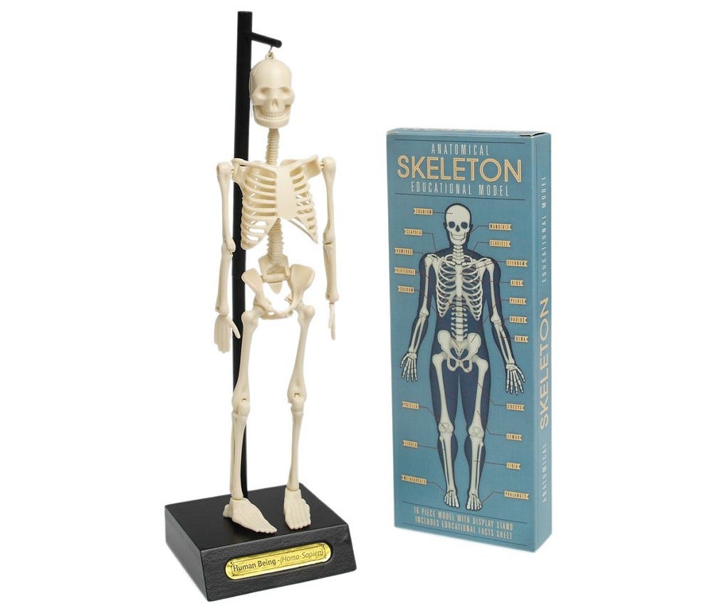 Sprell Anatomisett Bygg skjelett