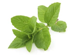 Fersk Mynte i Pose, Etiopia