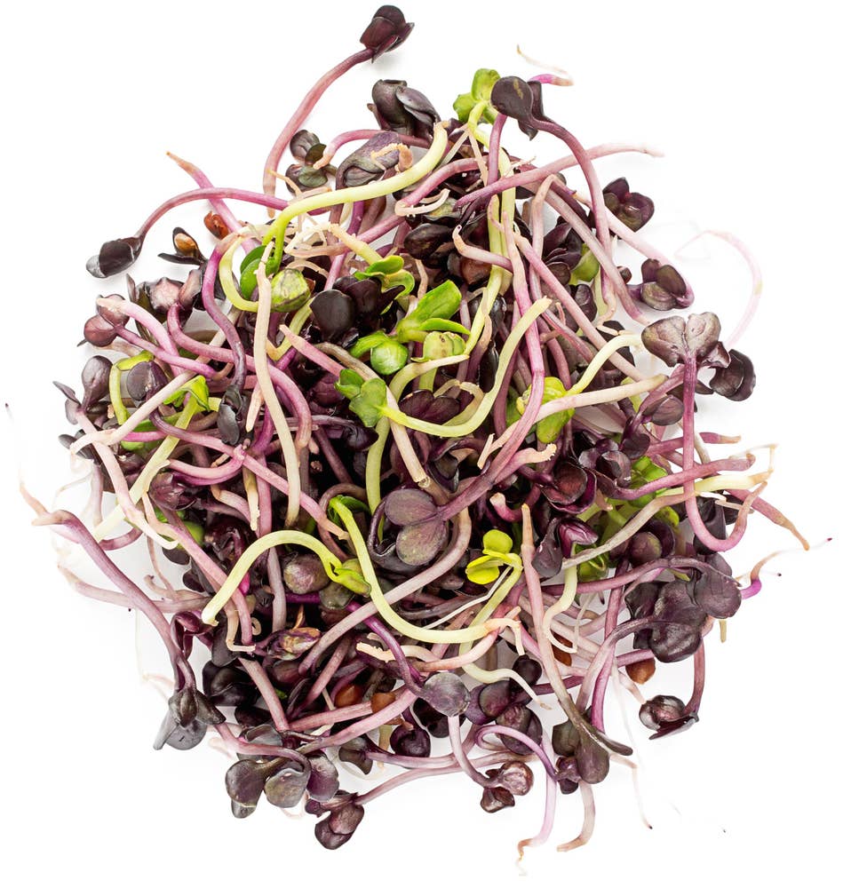 Økologiske Reddikspirer Norge