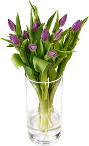 FreshFlowers Tulipaner Lilla