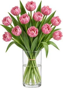 Doble tulipaner Rosa, 12 stk