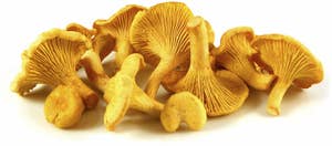 Kantareller