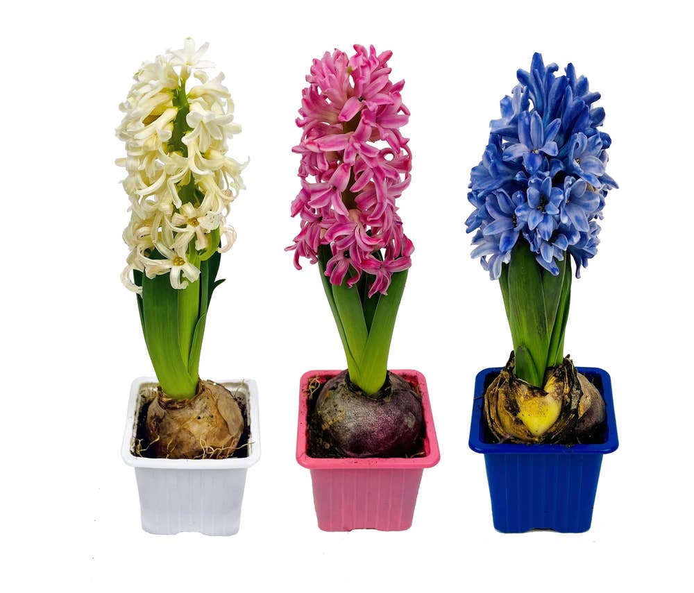 MIMEA Svibel Miksfarger