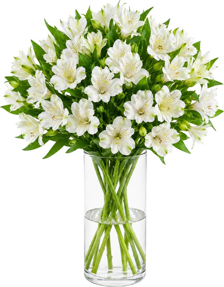 MIMEA Inkalilje hvit 45cm, 8 stk