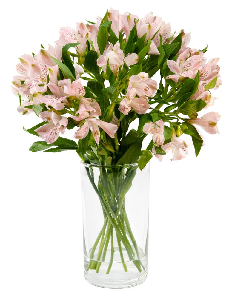 FreshFlowers Inkalilje rosa 45cm