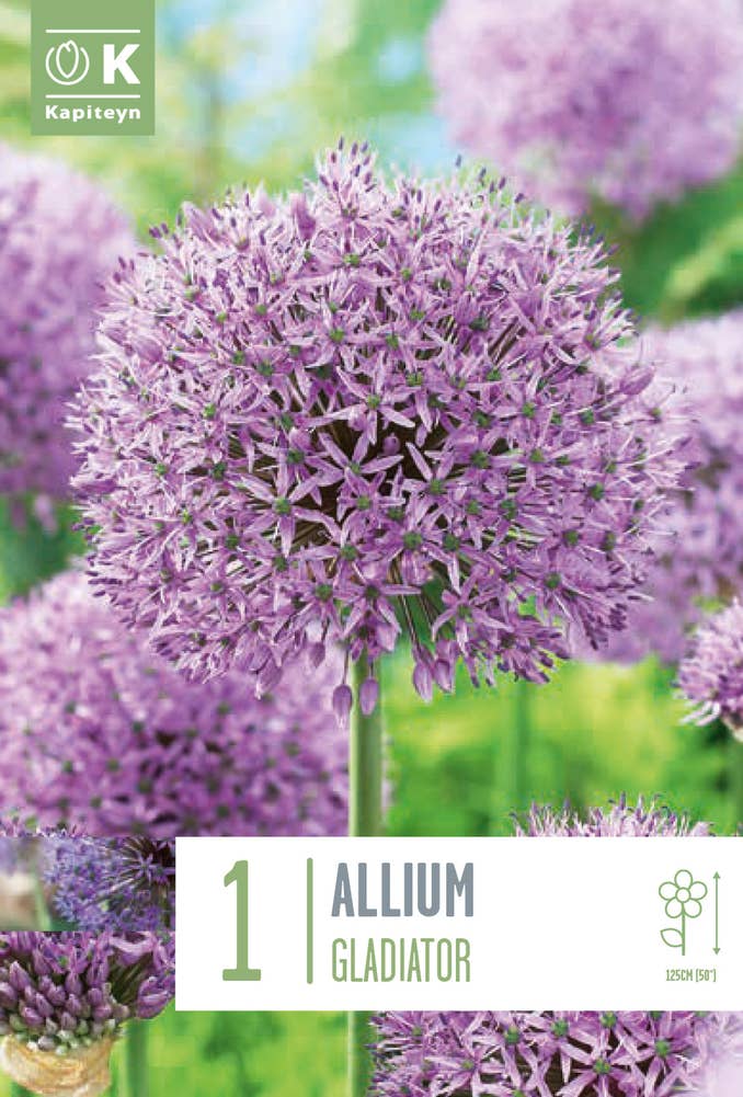 MIMEA Allium Gladiator Blomsterløk Kapiteyn