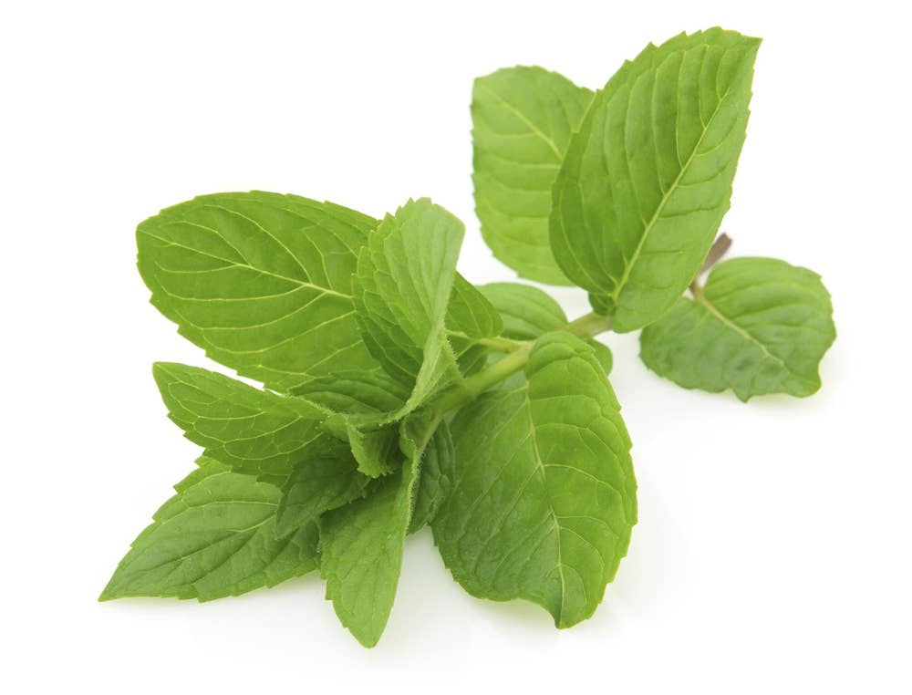 Fersk Mynte i Pose, Etiopia