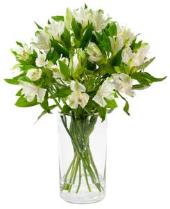 FreshFlowers Inkalilje hvit 45cm