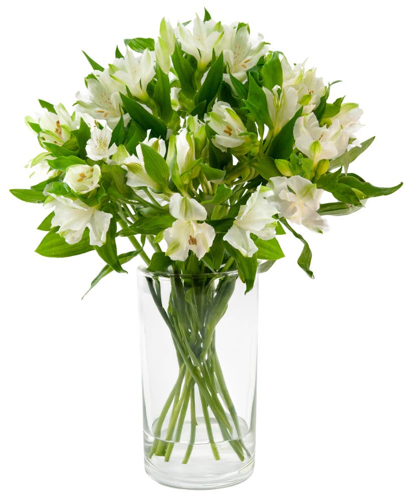 FreshFlowers Inkalilje hvit 45cm