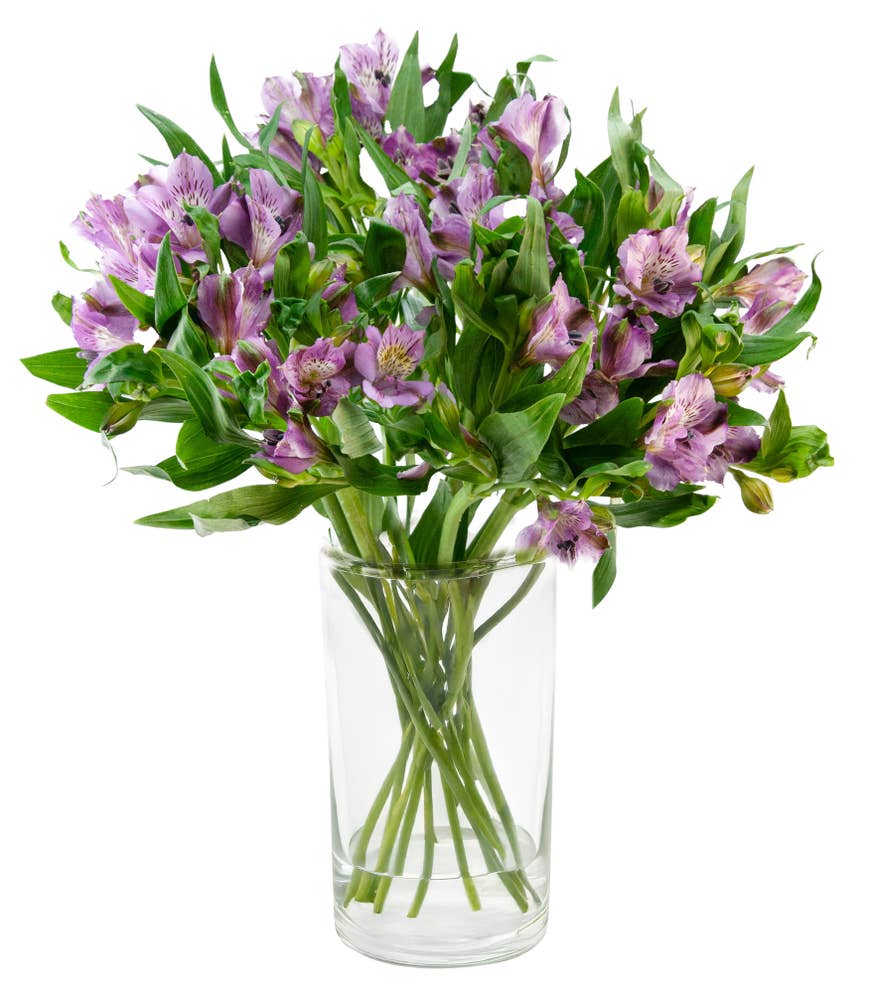 FreshFlowers Inkalilje lilla 45cm