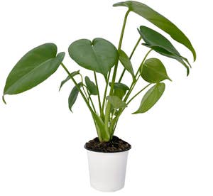 FreshFlowers Monstera 45cm