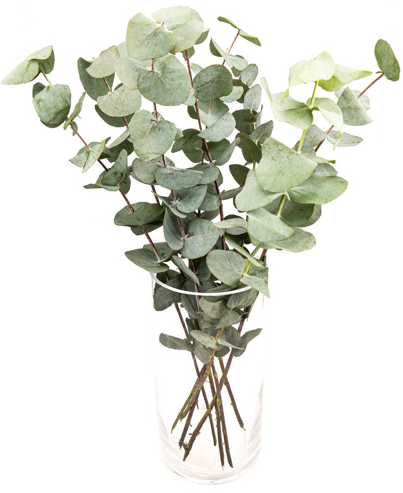 FreshFlowers Eucalyptus 45cm