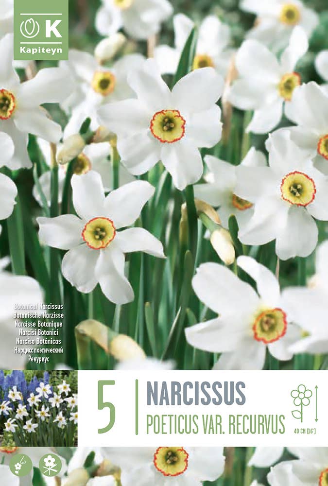 MIMEA Blomsterløk Narcissus Recurvus 5 Løk, Kapiteyn