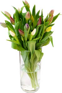 FreshFlowers Tulipaner Miks