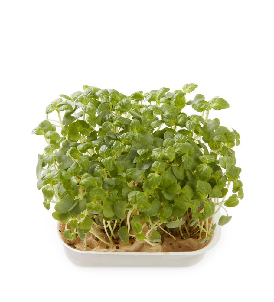 Karse Shiso grønn Perilla