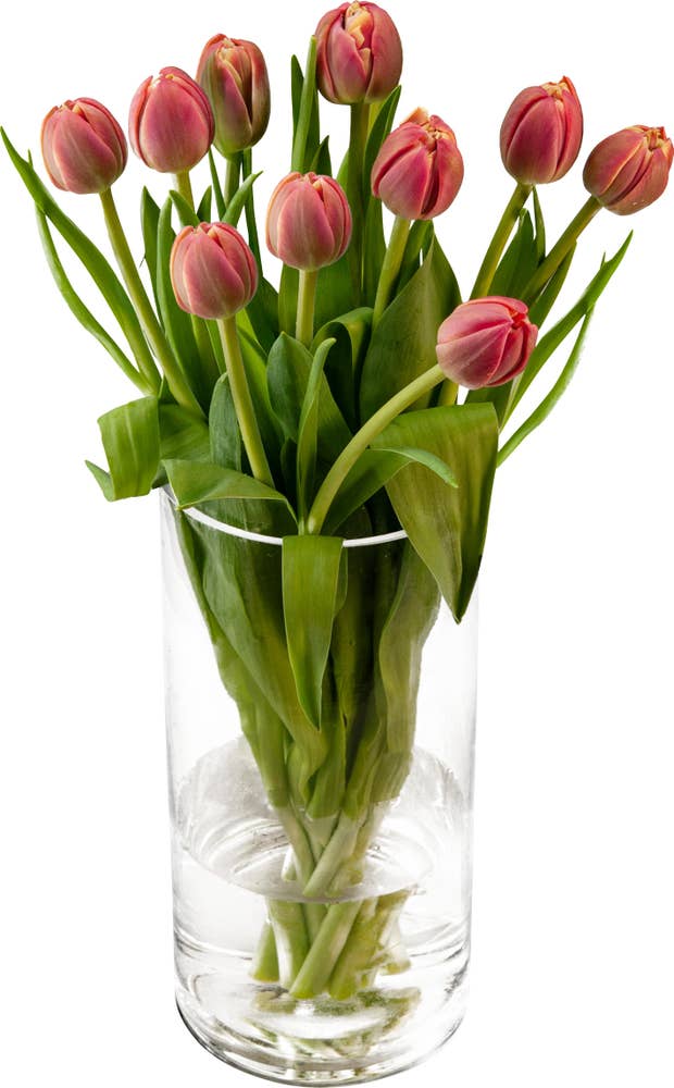 FreshFlowers Tulipaner Rosa