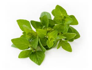 Fersk Oregano i Pose, Etiopia/ Kenya
