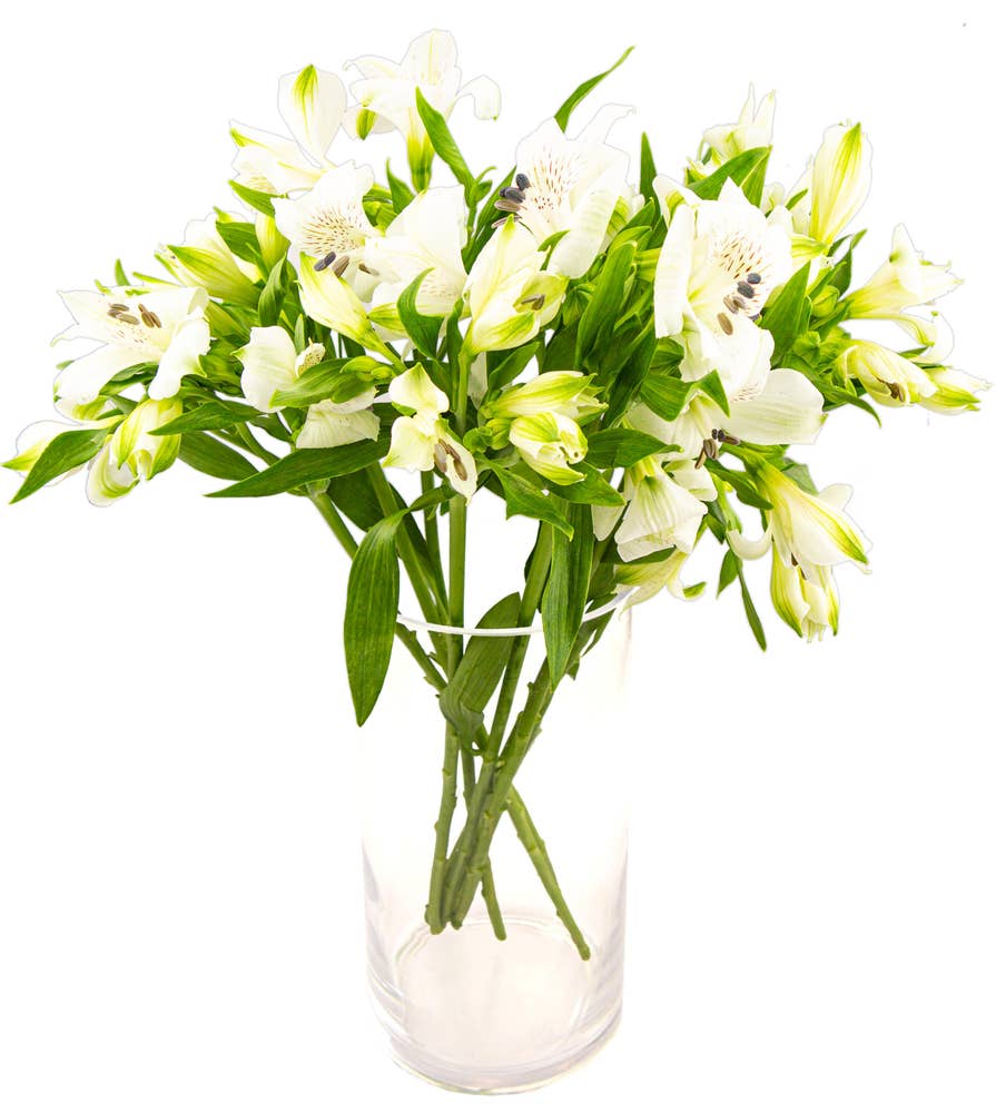 FreshFlowers Inkalilje hvit 45cm