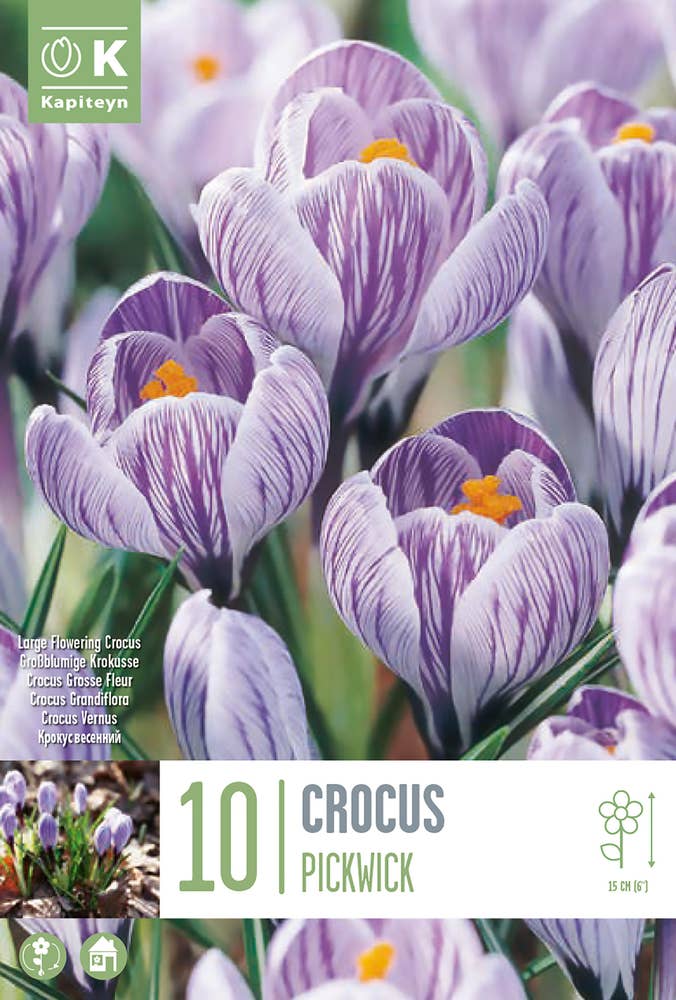 MIMEA Krokus Pickwick Blomsterløk