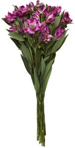 Mimea AS Blomstergave Inkalilje assortert 45 cm